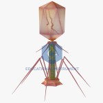 Bacteriophage Model